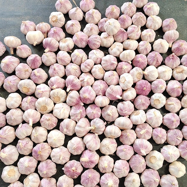 Huaang फूड प्रोसेसिङले ताजा लसुन आपूर्ति श्रृंखला विस्तारको घोषणा गरेको छ