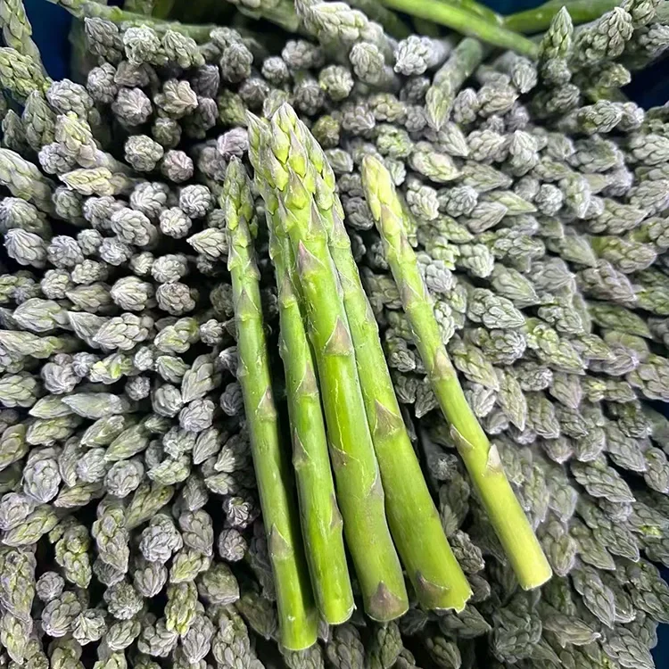 स्थिर खाद्य सेवा र सामग्री आपूर्तिको लागि फ्रोजन ग्रीन एस्पारागस चयन गरियो