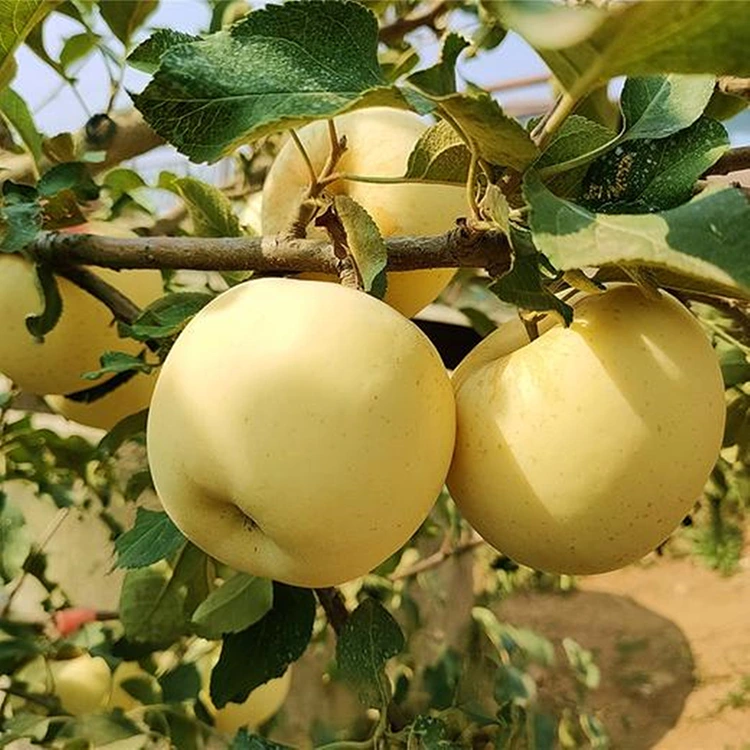 ताजा सुनौलो स्वादिष्ट स्याउ