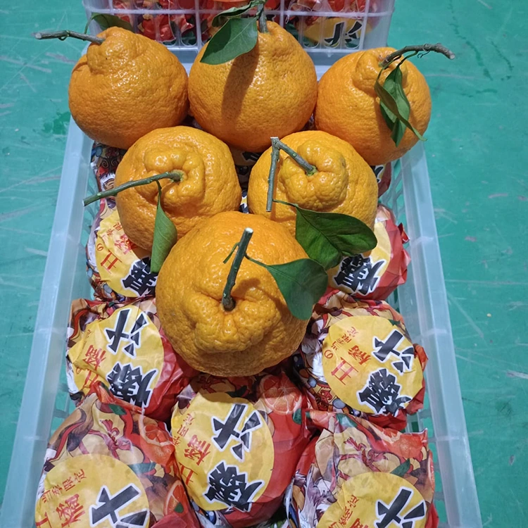 ताजा शिरानुई मन्डारिन