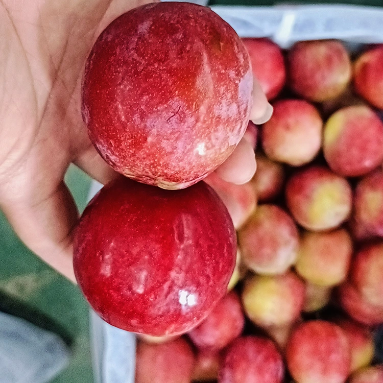 ताजा मीठो रातो Meiyi बेर