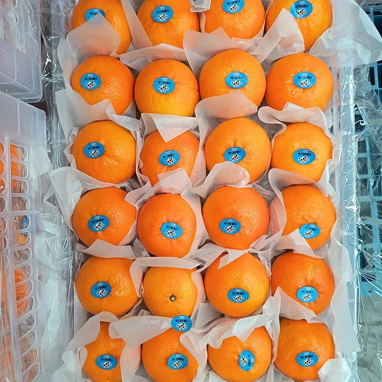 प्रिमियम ताजा मीठो Wogan Mandarins