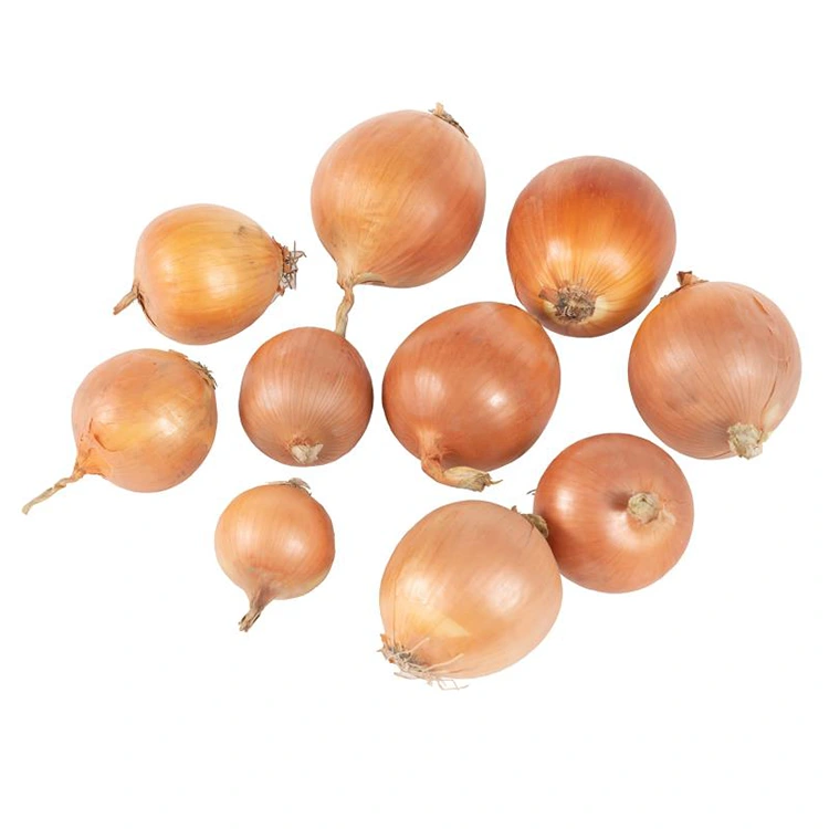 प्रिमियम ताजा पहेंलो प्याज